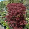 Japanese Maple Red Dragon #6 - Image 3